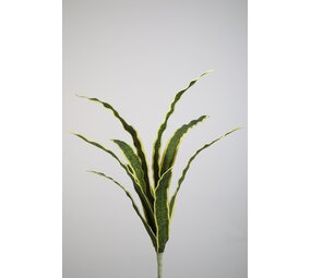 Sanceveria Bush Sanceveria Bush