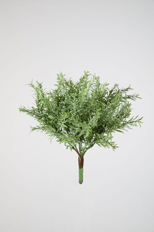 Vanilla Bush 25 cm Vanilla Bush 25 cm