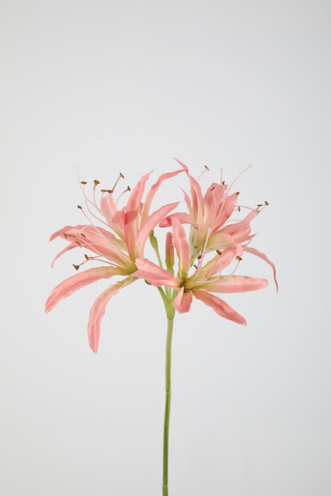 Nerine Stem 81cm Nerine Stem 81cm