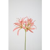 Nerine Stem 81cm Nerine Stem 81cm