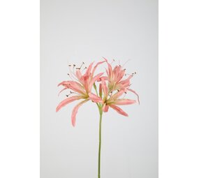 Nerine Stem 81cm Nerine Stem 81cm