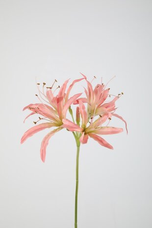 Nerine Stem 81cm Nerine Stem 81cm