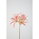 Nerine Stem 81cm Nerine Stem 81cm