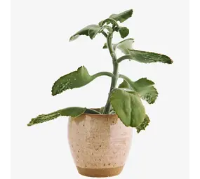 Madam Stoltz Bloempot