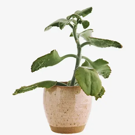 Madam Stoltz Bloempot