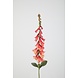 Foxglove Stem - koraal 89cm Foxglove Stem - koraal 89cm