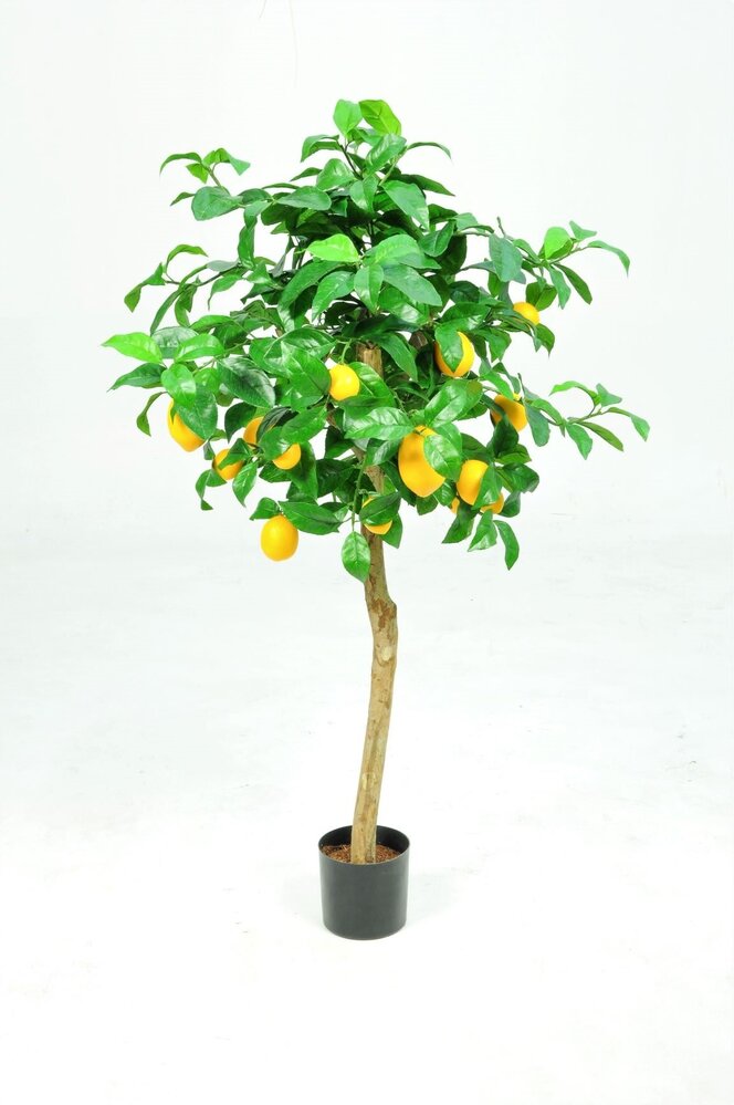 Lemon Tree - 120cm Lemon Tree - 120cm