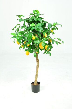 Lemon Tree - 120cm Lemon Tree - 120cm