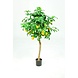 Lemon Tree - 120cm Lemon Tree - 120cm