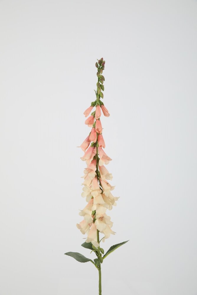 Foxglove Stem - zachtroze 89cm Foxglove Stem - zachtroze 89cm