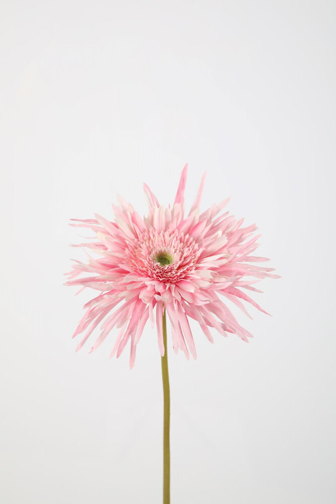 Spider Gerbera Stem -70cm  x 16cm Spider Gerbera Stem -70cm  x 16cm