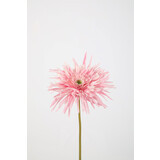 Spider Gerbera Stem -70cm  x 16cm Spider Gerbera Stem -70cm  x 16cm