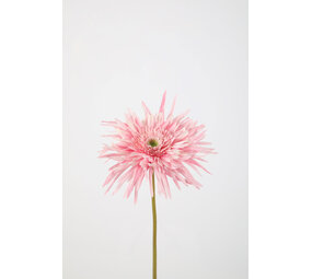 Spider Gerbera Stem -70cm  x 16cm