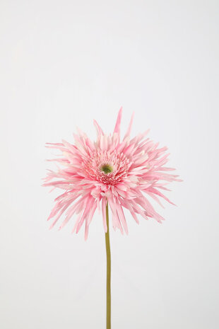 Spider Gerbera Stem -70cm  x 16cm Spider Gerbera Stem -70cm  x 16cm