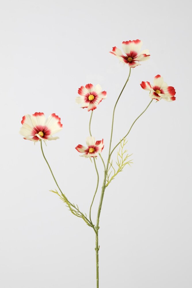 Cosmos Spray x 5 - 77cm Cosmos Spray x 5 - 77cm