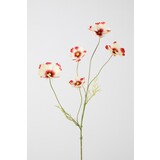 Cosmos Spray x 5 - 77cm Cosmos Spray x 5 - 77cm