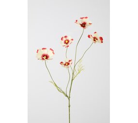 Cosmos Spray x 5 - 77cm Cosmos Spray x 5 - 77cm