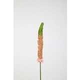 Eremurus Stem - 84cm Eremurus Stem - 84cm
