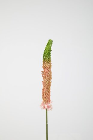 Eremurus Stem - 84cm Eremurus Stem - 84cm