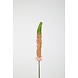 Eremurus Stem - 84cm Eremurus Stem - 84cm