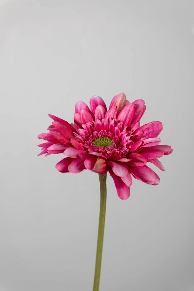 Gerbera Stem fuchsia - 55 x 10cm Gerbera Stem fuchsia - 55 x 10cm