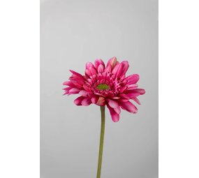 Gerbera Stem fuchsia - 55 x 10cm Gerbera Stem fuchsia - 55 x 10cm