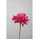 Gerbera Stem fuchsia - 55 x 10cm Gerbera Stem fuchsia - 55 x 10cm