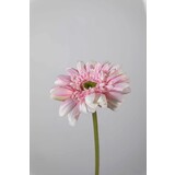 Gerbera Stem pink - 55 x 10cm Gerbera Stem pink - 55 x 10cm