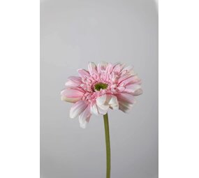Gerbera Stem pink - 55 x 10cm Gerbera Stem pink - 55 x 10cm