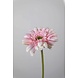 Gerbera Stem pink - 55 x 10cm Gerbera Stem pink - 55 x 10cm
