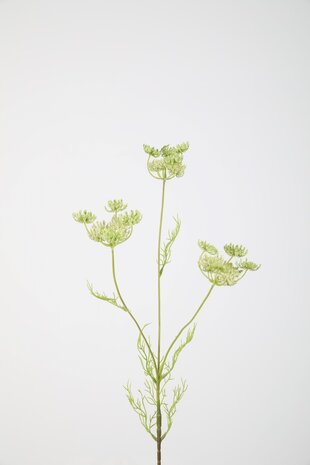 Queen Anne's Lace - 84cm Queen Anne's Lace - 84cm
