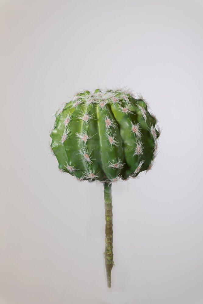 Succulent - 10 x 12cm Succulent - 10 x 12cm