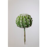 Succulent - 10 x 12cm Succulent - 10 x 12cm