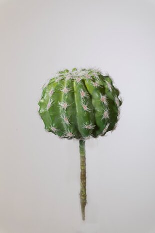 Succulent - 10 x 12cm Succulent - 10 x 12cm