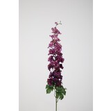 Delphinium Stem Delphinium Stem