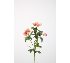 Christmas Rose Spray - Pink