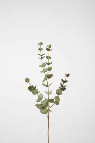 Eucalyptus Spray Eucalyptus Spray