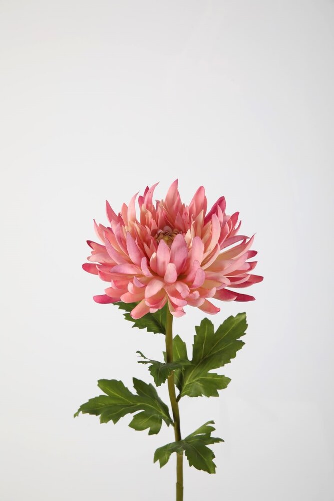 Chrysanthemum Stem - Pink Chrysanthemum Stem - Pink