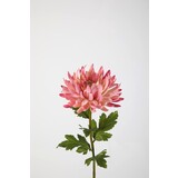 Chrysanthemum Stem - Pink Chrysanthemum Stem - Pink
