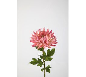 Chrysanthemum Stem - Pink