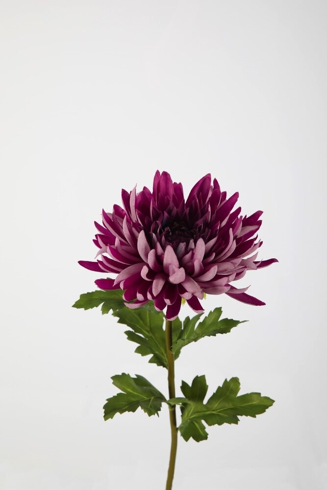 Chrysanthemum Stem