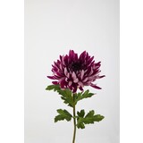 Chrysanthemum Stem Chrysanthemum Stem