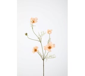 Cosmos Spray - Pink Cosmos Spray - Pink