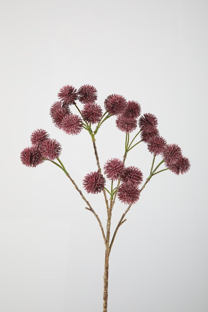 Rambutan Branch Rambutan Branch