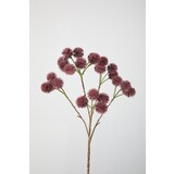 Rambutan Branch Rambutan Branch