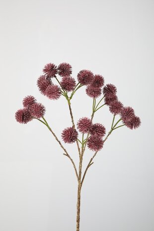 Rambutan Branch Rambutan Branch