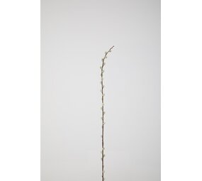 Pussy Willow Stem Pussy Willow Stem