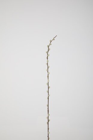 Pussy Willow Stem Pussy Willow Stem