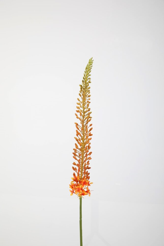 Eremurus Stem Eremurus Stem