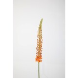 Eremurus Stem Eremurus Stem